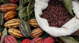 Cabosse e fave fermentate